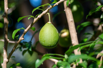 Green fruits hanging on Crescentia cujete or calabash tree in tropical garden