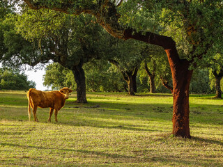 Taureau sous les ch&ecirc;nes au Portugal