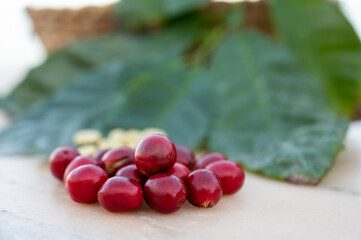 Red ripe arabica coffee berries, green coffee beands and leaves