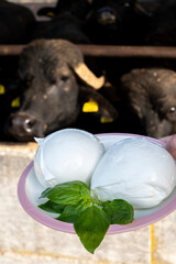 White balls of Italian soft cheese Mozzarella di Bufala Campana and Mediterrane Italiana buffalo raised on Italian cheese farm for production of buffalo milk on backgroud
