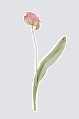 Pink tulip flower cut photo element. High quality photo