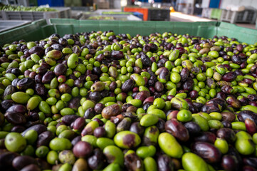 Fresh ripe black and green olives in boxes ready for extraction and cold pressing on organic olive...