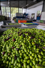 Fresh ripe black and green olives in boxes ready for extraction and cold pressing on organic olive oil farm in small mountain village Lenola, Lazio, Italy