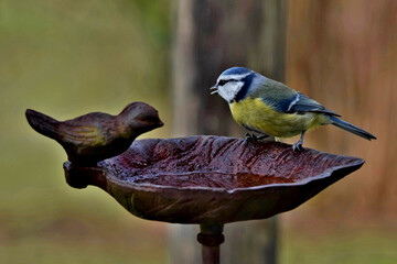 Eine Blaumeise sitzt am Rand einer Vogeltränke