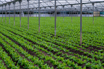 Italian greenhouse with rows of young organic green lettuce salad plants