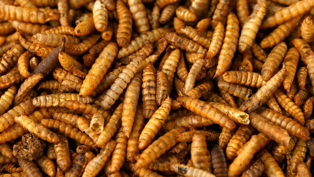 Dried Black soldier fly larvae, calci worms food wildlife birds