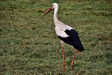 Der schmutzige Weißstorch stolziert in einer Wiese