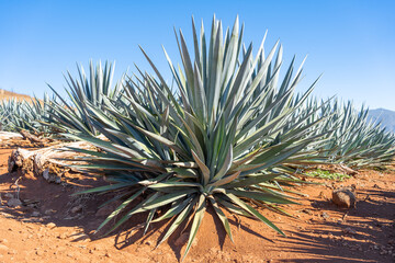 Naklejka na ściany i meble En el campo hay grandes plantas de agaves azul que están listas para la producción de tequila.