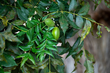 Green pecan nuts ripening on plantations of pecan trees on Cyprus