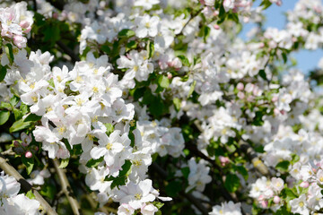 Fototapeta na wymiar apple blossom on the tree in orchard