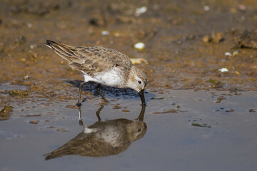Piovanello pancianera (Calidris alpina) sulla sponda dello stagno con riflesso