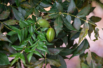 Green pecan nuts ripening on plantations of pecan trees on Cyprus