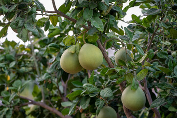 Big round pomelo citrus fruits hanging on trees on pomelo plantations