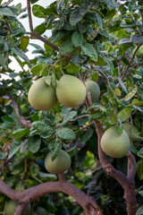 Big round pomelo citrus fruits hanging on trees on pomelo plantations