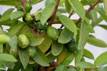 Ripe  aromatic fruits of apple guava plant ready to harvest