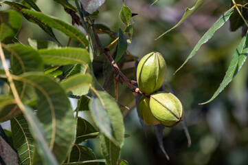 Green pecan nuts ripening on plantations of pecan trees on Cyprus - obrazy, fototapety, plakaty