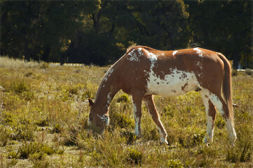 cow and calf
