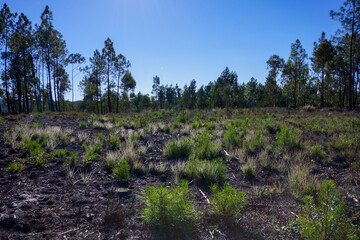 Portuguese sundew or dewy pine (Drosophyllum lusitanicum), Portugal