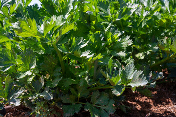 Cultivation of green leaf celery plants