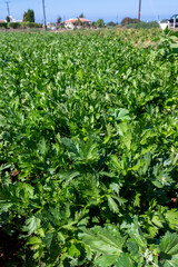 Fototapeta na wymiar Cultivation of green leaf celery plants