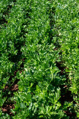Cultivation of green leaf celery plants