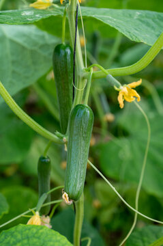 Green cucumbers hanging on lianas of cucumber plants in green house