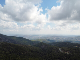 Evergreen pine trees growing in high Troodos mountains on Cyprus