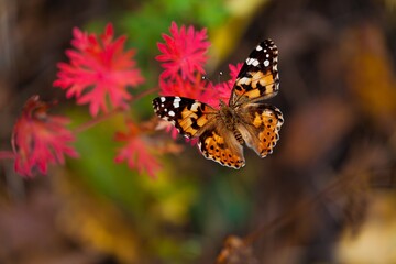 Beautiful nature of colored butterfly on a fresh flower.
