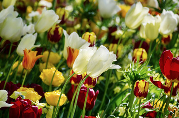 Yellow and white tulip flowers