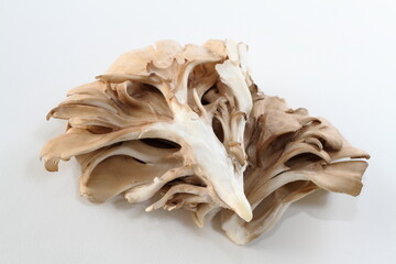 舞茸（新潟県産）