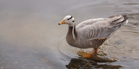 Bar-headed Goose, Anser indicus, goose on the pond