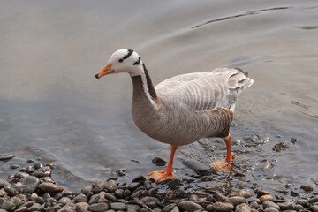 Naklejka na ściany i meble Bar-headed Goose, Anser indicus, goose on the pond