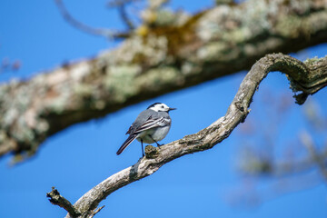 Beautiful White Wagtail bird on a tree branch