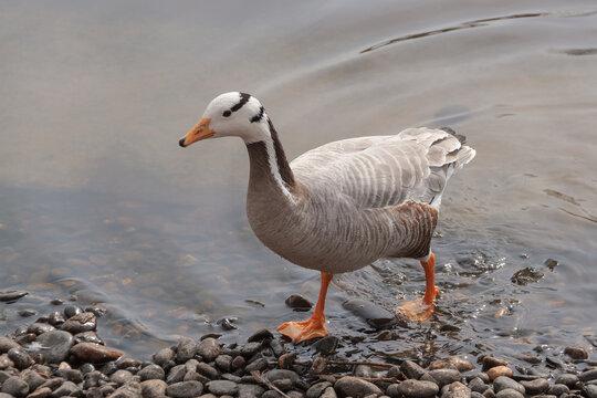 Bar-headed Goose, Anser indicus, goose on the pond