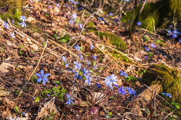 Blooming Hepatica flowers an early spring day