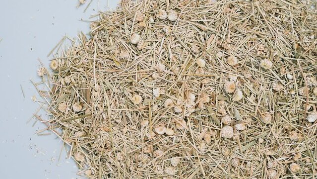 top pan herb GuJingCao or Eriocauli Flos or Buerger Pipewort Head