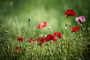 Red spring poppy