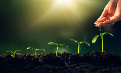Hand watering seedling growing step in garden with sunshine. Concept of business growth, profit,...