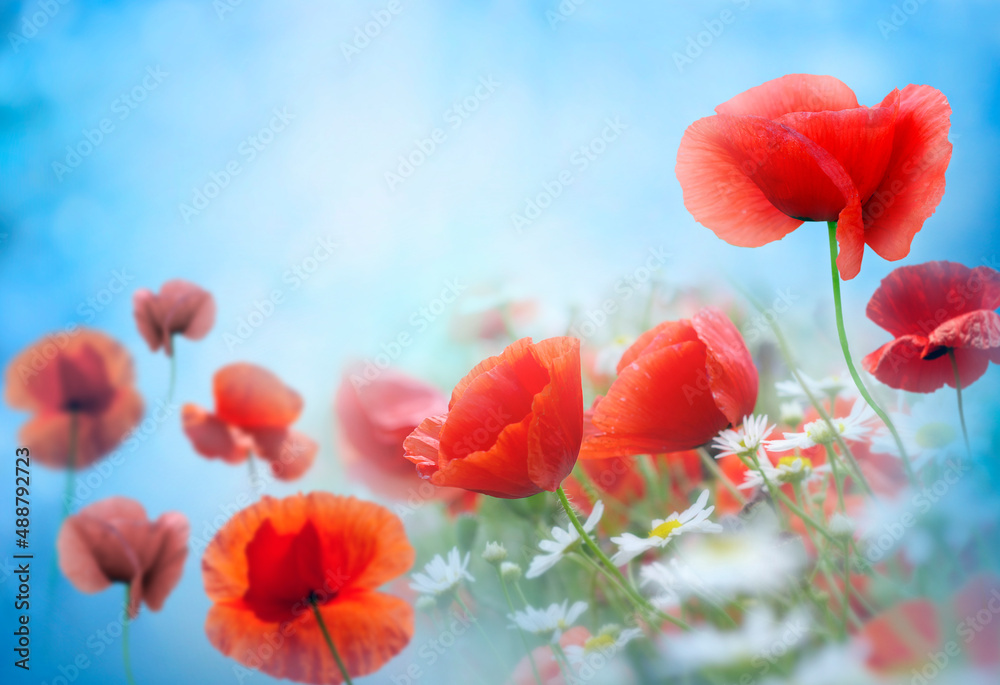 Canvas Prints Poppy meadow in the beautiful light on the background.