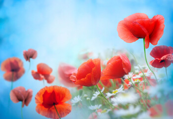 Fototapeta na wymiar Poppy meadow in the beautiful light on the background.