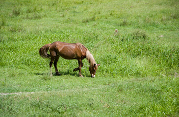 Naklejka na ściany i meble horse is grazing in the green meadow in summer
