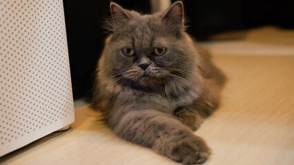 Portrait of a gray Persian cat.