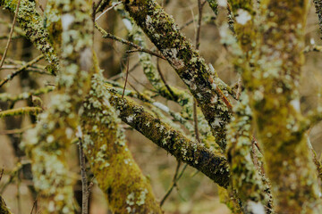 Green moss covered tree trunks in winter. Cold and moody