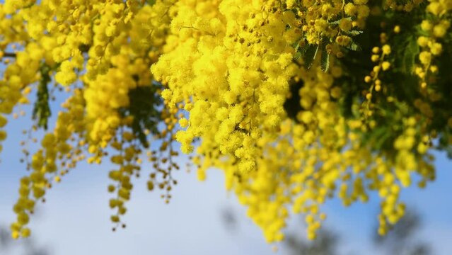 Bee pollinating a flowering mimosa in February. Branches of mimosa (Acacia dealbata) move in the wind on a sunny day with blue sky.
