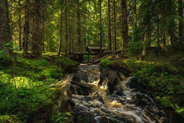 Creek flushing through a green fir forest in Sweden