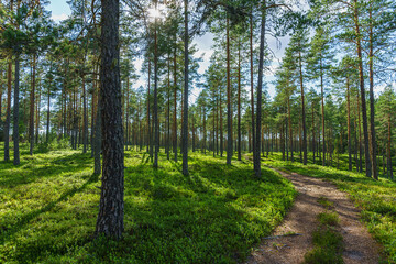 Old road passing through a sparse and beautiful pine forest in Sweden