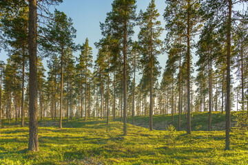 Pine forest in Sweden in sunlight and morning mist