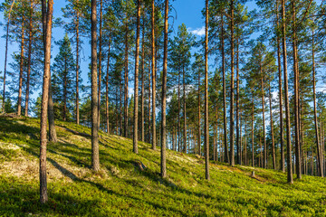 Sparse and well cared pine forest in Sweden