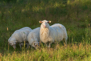 Sheep with lambs in a summer pasture
