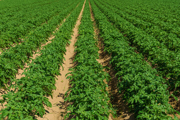 Fototapeta na wymiar View of a potato field in sunlight with straight rows of green plants